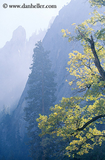 trees-n-mtns.jpg