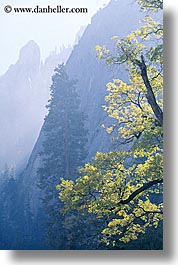 images/California/Yosemite/Trees/trees-n-mtns.jpg