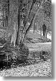 images/California/Yosemite/Trees/trees-n-river_bank2.jpg