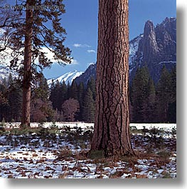 images/California/Yosemite/Trees/yosemite-tree.jpg