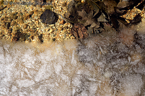 leaves-under-ice.jpg