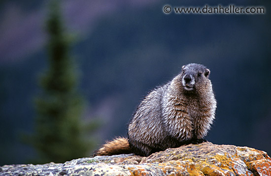 hoary-marmot-a.jpg