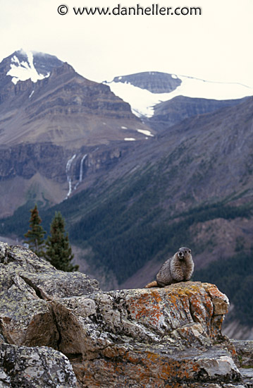 hoary-marmot-b.jpg