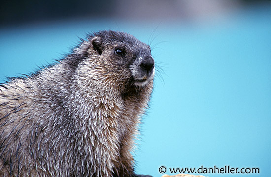 hoary-marmot-c.jpg