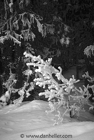 snowfall-bw-b.jpg