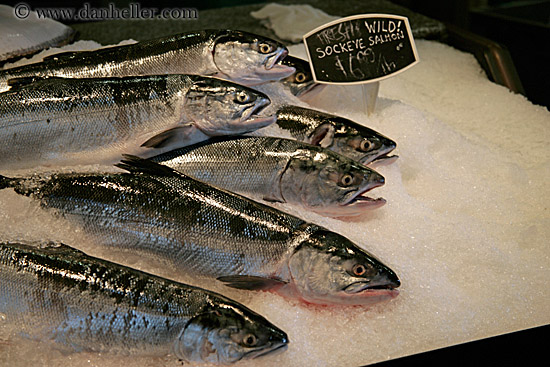 sockeye-salmon-1.jpg