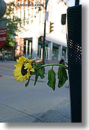 images/Canada/Vancouver/Misc/sunflower-in-trash.jpg
