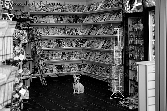 dog-in-magazine-store-1.jpg