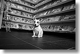 images/Canada/Vancouver/People/dog-in-magazine-store-3.jpg