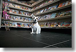 images/Canada/Vancouver/People/dog-in-magazine-store-4.jpg
