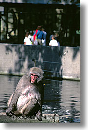 images/Europe/Amsterdam/Zoo/baboon.jpg