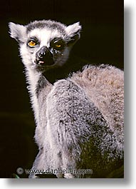 images/Europe/Amsterdam/Zoo/lemur-a.jpg