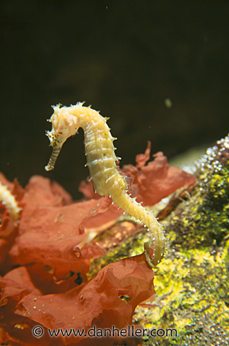 sea-horse.jpg