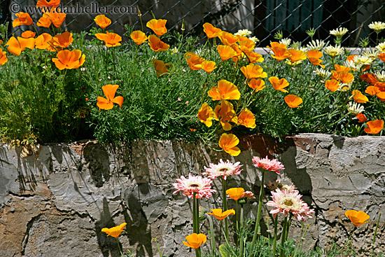 california-poppies-3.jpg