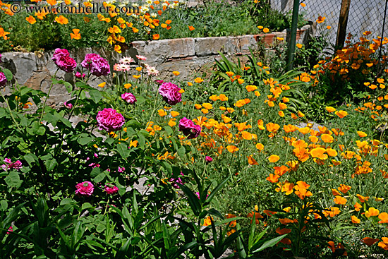 california-poppies-n-roses.jpg