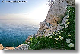 images/Europe/Croatia/Dubrovnik/Flowers/cliff-flowers-1.jpg