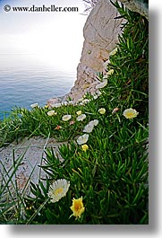 images/Europe/Croatia/Dubrovnik/Flowers/cliff-flowers-2.jpg
