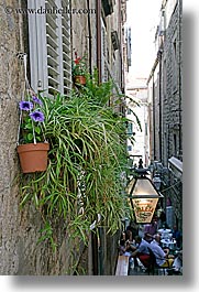 images/Europe/Croatia/Dubrovnik/Flowers/spider_plant-on-wall.jpg