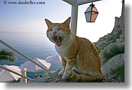 images/Europe/Croatia/Dubrovnik/Misc/laughing-cat-1.jpg