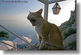 images/Europe/Croatia/Dubrovnik/Misc/laughing-cat-2.jpg