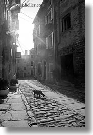 images/Europe/Croatia/Groznjan/cat-on-cobblestone-road-bw.jpg