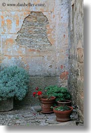 images/Europe/Croatia/Groznjan/green-plants-n-stone-wall-1.jpg