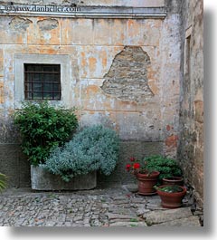 images/Europe/Croatia/Groznjan/green-plants-n-stone-wall-2.jpg