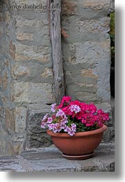 images/Europe/Croatia/Groznjan/pink-flowers-n-stone-wall.jpg