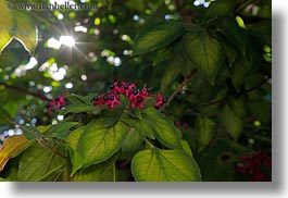 images/Europe/Croatia/Groznjan/red-flowers-n-green-leaves-3.jpg