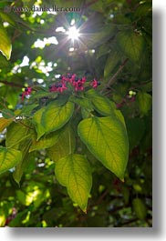 images/Europe/Croatia/Groznjan/red-flowers-n-green-leaves-4.jpg