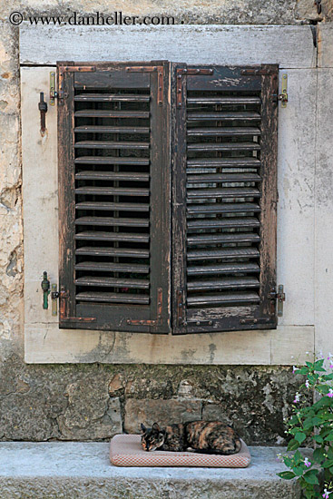 sleeping-cat-n-wood-shutters.jpg