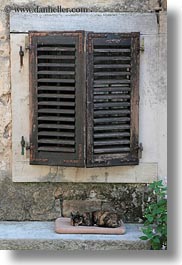 images/Europe/Croatia/Groznjan/sleeping-cat-n-wood-shutters.jpg