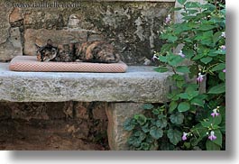 images/Europe/Croatia/Groznjan/sleeping-cat.jpg