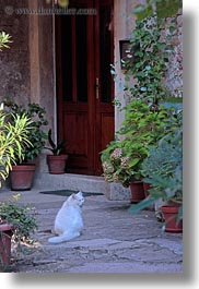 images/Europe/Croatia/Groznjan/white-cat-n-plants.jpg