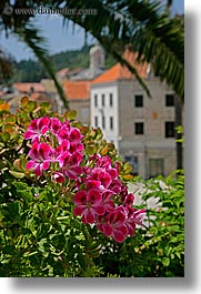 images/Europe/Croatia/Korcula/Flowers/flowers-4.jpg