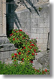 images/Europe/Croatia/Korcula/Flowers/flowers-8.jpg