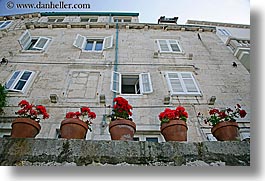 images/Europe/Croatia/Korcula/Flowers/potted-geraniums-n-bldg.jpg