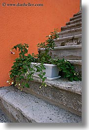 images/Europe/Croatia/Korcula/Flowers/stairs-n-flowers.jpg