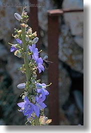 images/Europe/Croatia/Lubenice/purple-flower-n-bee.jpg