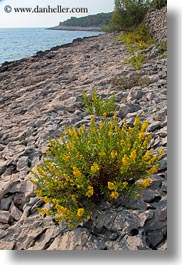 images/Europe/Croatia/MaliLosinj/Coast/plant-on-rocks-by-sea-1.jpg