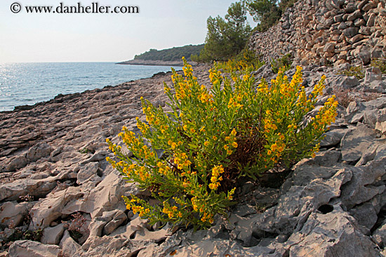 plant-on-rocks-by-sea-2.jpg