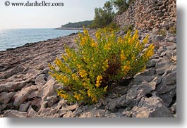 images/Europe/Croatia/MaliLosinj/Coast/plant-on-rocks-by-sea-2.jpg