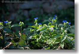 images/Europe/Croatia/MaliLosinj/Misc/blue-flowers.jpg