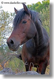 images/Europe/Croatia/MaliLosinj/Misc/brown-horse-1.jpg