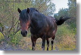images/Europe/Croatia/MaliLosinj/Misc/brown-horse-4.jpg