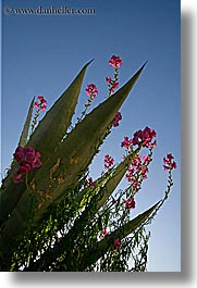 images/Europe/Croatia/Milna/Flowers/cactus-flower-1.jpg