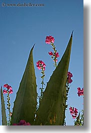images/Europe/Croatia/Milna/Flowers/cactus-flower-2.jpg