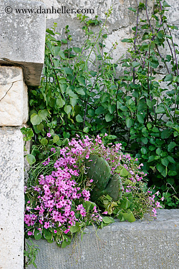 flowers-n-stone-wall-1.jpg