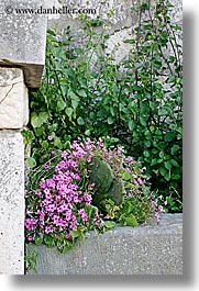 images/Europe/Croatia/Milna/Flowers/flowers-n-stone-wall-1.jpg