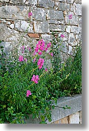 images/Europe/Croatia/Milna/Flowers/flowers-n-stone-wall-2.jpg